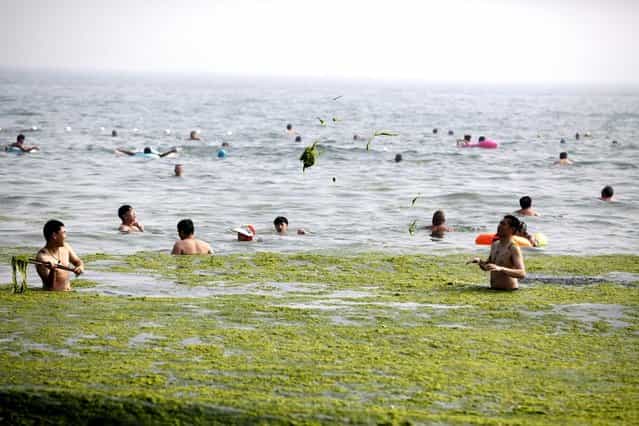 Tourists swim in seawater covered by a thick layer of green algae on July 3, 2013 in Qingdao, China. A large quantity of non-poisonous green seaweed, enteromorpha prolifera, hit the Qingdao coast in recent days. More than 20,000 tons of such seaweed has been removed from the city's beaches. (Photo by China Foto Press)