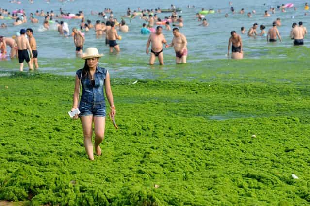 Tourists play at a beach covered by a thick layer of green algae on July 3, 2013 in Qingdao, China. A large quantity of non-poisonous green seaweed, enteromorpha prolifera, hit the Qingdao coast in recent days. More than 20,000 tons of such seaweed has been removed from the city's beaches. (Photo by China Foto Press)