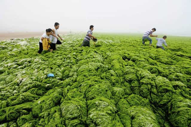 People walk through algae-covered seaside in Qingdao, Shandong province, July 1, 2013. (Photo by Reuters/China Daily)