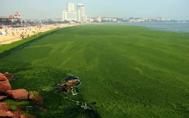 A view shows an algae covered public beach in Qingdao, northeast China's Shandong province on July 4, 2013. The seas off China have been hit by their largest ever growth of algae, ocean officials said, with vast waves of green growth washing onto the shores of the Yellow Sea. (Photo by Reuters/China Daily)