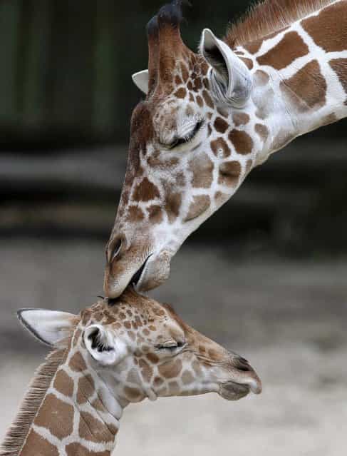 An unnamed new born male giraffe (bottom) is seen with his half-brother, Dave, at the Brookfield Zoo near Chicago, Illinois, July 3, 2013. The calf was born on June 21, and is the 59th giraffe born at the Zoo. (Photo by Jim Young/Reuters)