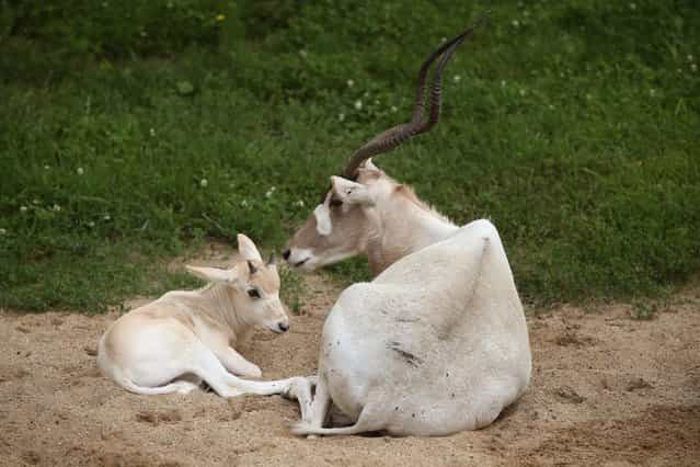 An addax calf, born June 7, rests alongside an adult female addax at Brookfield Zoo on July 2, 2013 in Brookfield, Illinois. (Photo by Scott Olson/Getty Images)