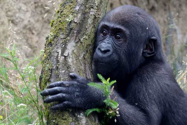 The baby gorilla in Stuttgarter zoologisch-botanische Garten, Germany, on July 5, 2013. (Photo by Marijan Murat/AFP Photo)