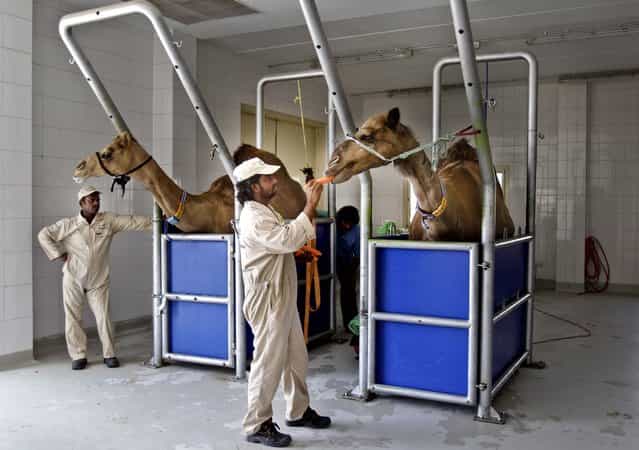 A man feeds a camel a carrot at Camelicious farm in Dubai, United Arab Emirates, on July 3, 2013. The Dubai camel milk farm expects a bump in production after the UAE approved the first Middle Eastern country to export dairy products to Europe. (Photo by Kamran Jebreili/Associated Press)