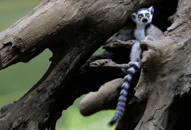 A two-month-old ring-tailed lemur sits in a tree at the Chiba Zoological Park near Tokyo, on June 30, 2013. (Photo by Itsuo Inouye/Associated Press)