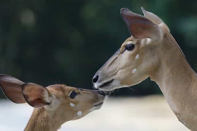 Female Nyalas are seen at the Singapore Zoo, on June 30, 2013. (Photo by Suhaimi Abdullah/Getty Images)