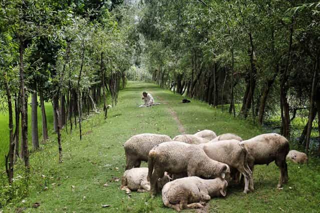 A Kashmiri villager eats his meal as a dog and a herd of sheep rest near him on the outskirts of Srinagar, India, on June 30, 2013. (Photo by Mukhtar Khan/Associated Press)