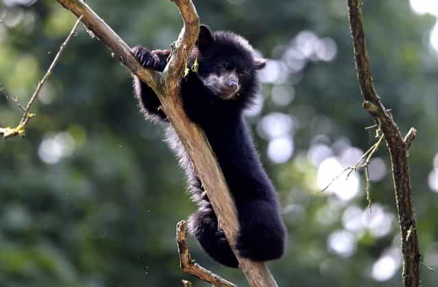 A 6-month-old spectacled bear cub, also known as an Andean bear, plays in the Tierpark Zoo in Berlin, Germany on June 28, 2013. (Photo by Johannes Eisele/AFP Photo)