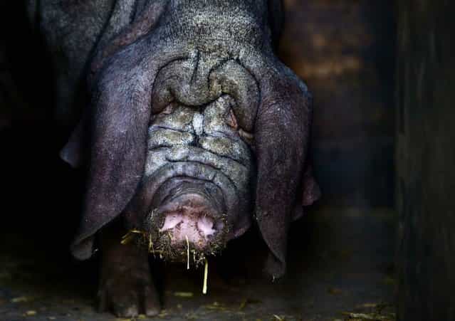 A Meishan pig is pictured in its enclosure in the zoo Tierpark in Berlin, Germany on June 29, 2013. (Photo by Johannes Eisele/AFP Photo)