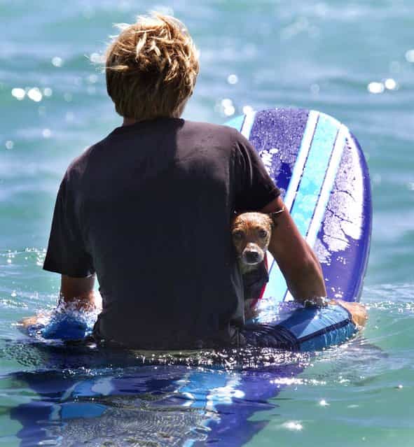 Jengo, a Chihuahua-fox terrier mix, peaks out behind 16-year-old volunteer Mike Musso of Jupiter as they head out to surf. (Photo by Taylor Jones/The Palm Beach Post)
