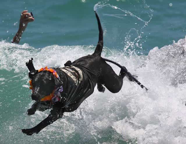 Onyx jumps off a surfboard at the end of his ride. (Photo by Taylor Jones/The Palm Beach Post)