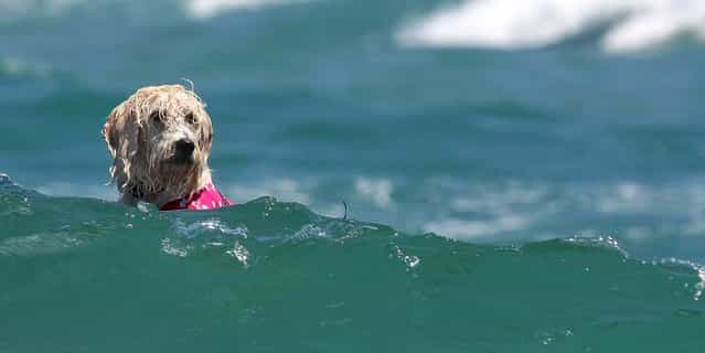 A dog navigates the surf during the competition. (Photo by Taylor Jones/The Palm Beach Post)