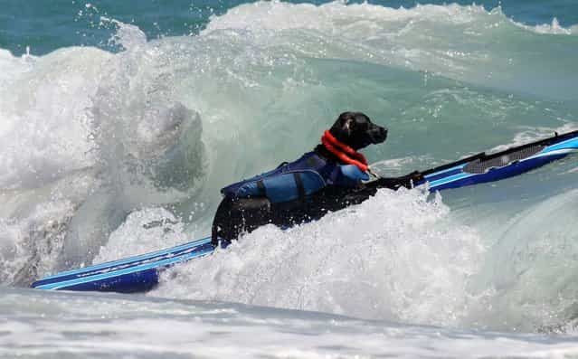 Gator surfs in the medium sized dog division. (Photo by Taylor Jones/The Palm Beach Post)