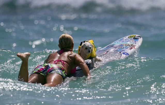 Volunteer Nina Raflowitz of Jupiter takes rescue dog Moses, a 3-year-old maltese, out to surf. (Photo by Taylor Jones/The Palm Beach Post)