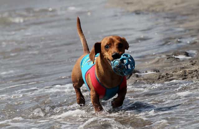 Scrappy, a 4-year-old dachshund, plays ball in the surf. Owned by the Bauer family of Jupiter. Scrappy competed in the small dog division. (Photo by Taylor Jones/The Palm Beach Post)