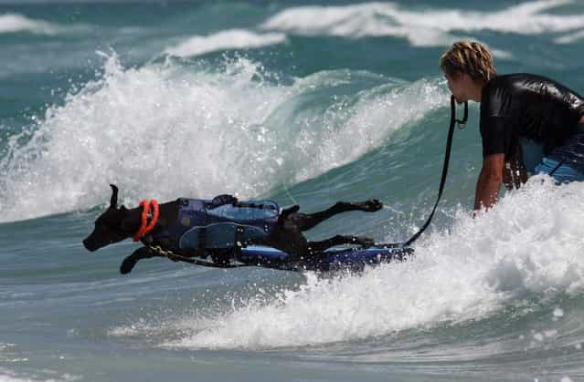 Gator jumps off the surfboard after his ride with volunteer Mike Musso. (Photo by Taylor Jones/The Palm Beach Post)