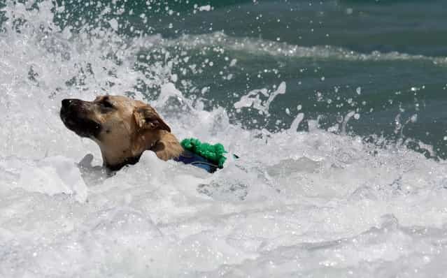 A dog enjoys the rough surf. (Photo by Taylor Jones/The Palm Beach Post)