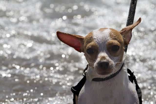 Chile, a 7-month-old Apple Head Chihuahua owned by Farisha Mohammed of Jupiter,takes a walk along the water's edge at the dog surfing competition. (Photo by Taylor Jones/The Palm Beach Post)