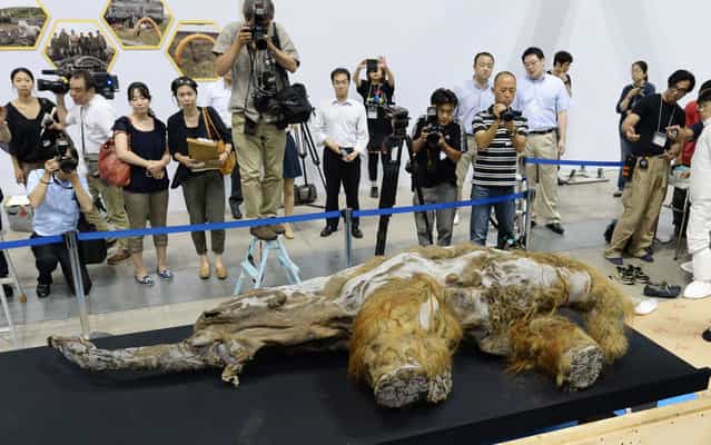 A 39,000-year-old female baby woolly mammoth named Yuka from the Siberian permafrost is unveiled for the media at an exhibition in Yokohama, suburban Tokyo on July 9, 2013. The frozen woolly mammoth will be exhibited from July 13 until September 16. (Photo by Kazuhiro Nogi/AFP Photo)