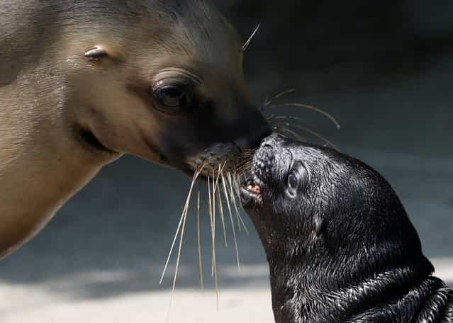 Five days old south American sea lion cub Alida shouts to its mother Kelo at [Tiergarten Schoenbrunn] Zoo in Vienna, July 11, 2013. (Photo by Leonhard Foeger/Reuters)
