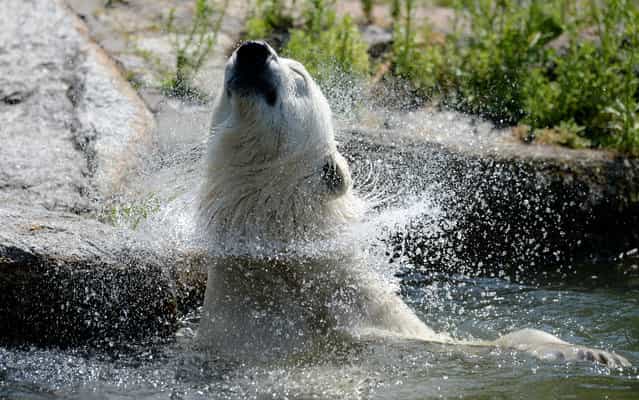 A polar bear shakes his head as he takes a bath in a pool of his enclosure on July 9, 2013 at the Zoo in Berlin. Temperatures in the German capital are forecast to reach up to 28 degrees Celsius. (Photo by Matthias Balk/AFP Photo)