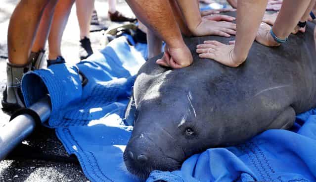 Tide, a male manatee weighing 615 lbs, is moved from the David A. Straz Jr. Manatee Hospital at Tampa's Lowry Park Zoo, on July 9, 2013. Five manatees were transported in three trucks to a boat ramp in Cape Coral near their rescue location. The release of five manatees from the Zoo was the most in one day in the hospital's history. (Photo by Eve Edelheit/The Tampa Bay Times)