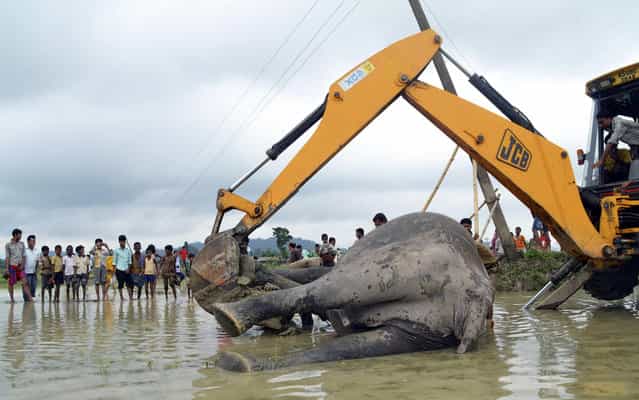 An excavator removes the carcass of an elephant from a paddy field after it was electrocuted at Keribakori village, in Nagaon district in the northeastern Indian state of Assam, July 8, 2013. Two elephants were electrocuted by a falling power line in a paddy field on Monday, forest officials said. (Photo by Reuters/Stringer)