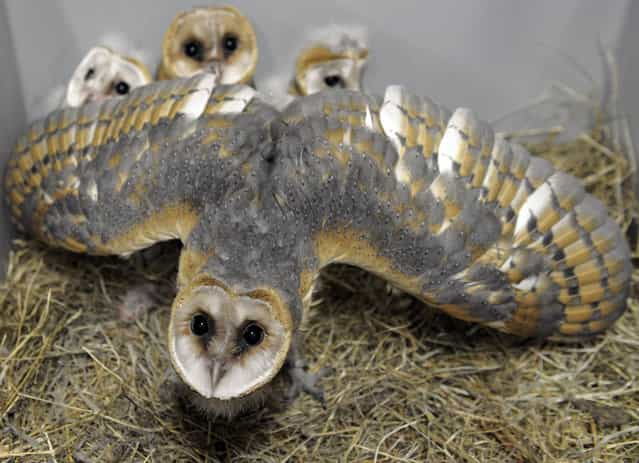 Barn Owl chicks (chouette-effraie) are pictured at the zoo of the French eastern city of Amneville, on July 8, 2013. (Photo by Jean-Christophe Verhaegen/AFP Photo)