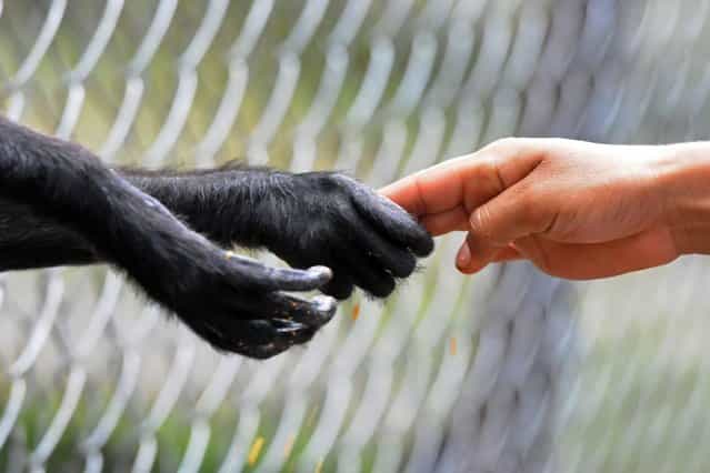A child touches the hand of a monkey at the Rossy Whalther's Zoo in Tegucigalpa, Honduras, on July 11, 2013. (Photo by Orlando Sierra/Reuters)