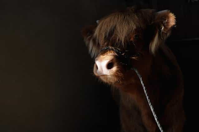 A Highland calf waits in her stall at the Great Yorkshire Show on July 9, 2013 in Harrogate, England. (Photo by Ian Forsyth/Getty Images)