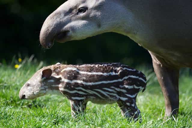 Dublin Zoo is celebrating the birth of a Brazilian tapir. The male calf, born on July 1st to mum Rio and dad Marmaduke, is the breeding pair's second calf and has an older brother, MJ, who was born at Dublin Zoo in June 2012. The story of Dublin Zoo's tapirs is heartwarming; two years ago Rio arrived at Dublin Zoo to join Marmaduke the male tapir who had recently lost his long term female partner Hillary, who died. Just over one year on Dublin Zoo was celebrating the birth of the pair's first born calf and 12 months later they welcome their second calf. (Photo by Patrick Bolger/Dublin Zoo)