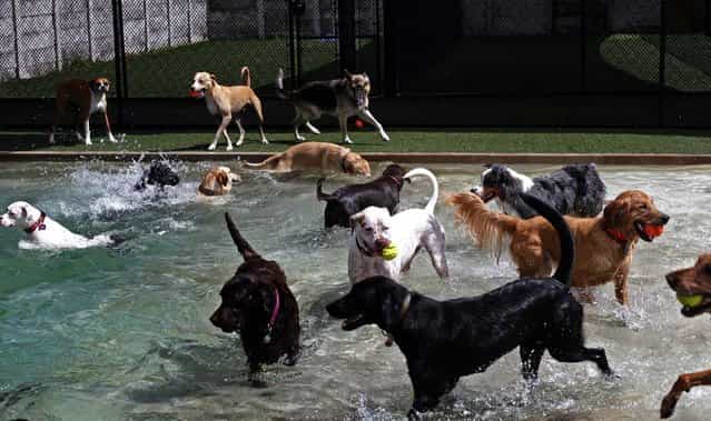 Dogs play in the inground pool in one of the many large play areas at Fuzzy Buddies in Tampa. Fuzzy Buddies, [a recreational resort for pets], offers daycare, boarding and grooming, on July 11, 2013. (Photo by Eve EdelheitThe Tampa Bay Times)