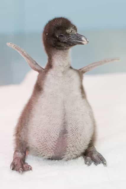 On July 9, 2013 Chicago's Shedd Aquarium announced the June birth of a healthy Rockhopper penguin chick and released this photo of the baby's first photo op. (Photo by Brenna Hernandez/Shedd Aquarium)