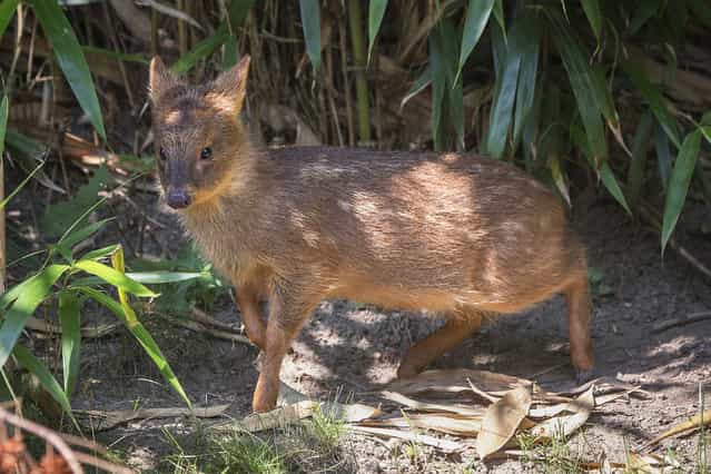 An endangered Southern Pudu, the world's smallest deer, is seen at The Wildlife Conservation Society's Queens Zoo in New York July 9, 2013. The Southern Pudu, which is native to Chile and Argentina, doe was born at the Zoo weighing one pound and could weigh as much as 20 pounds as an adult. (Photo by Shannon Stapleton/Reuters)