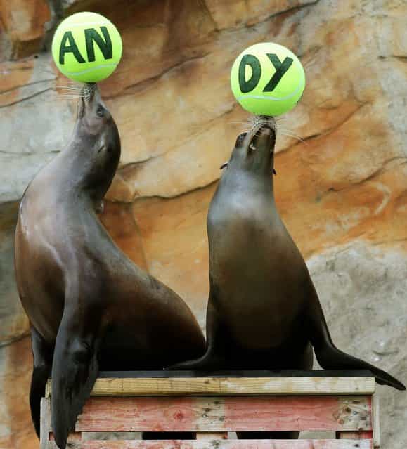 Californian Sea Lions Bali (left) and Bella as they balance tennis balls as staff at Blair Drummond Safari Park near Stirling, on July 6, 2013. (Photo by Andrew Milligan/PA)