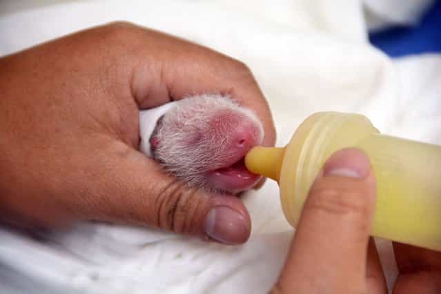A newly-born panda cub of giant panda Yuan Yuan being fed by a zookeeper in an incubator at Taipei City Zoo, on July 9, 2013. (Photo by AFP Photo)