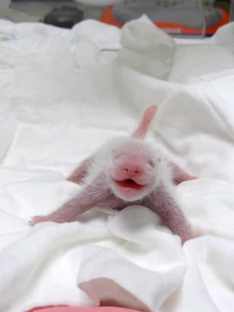 This handout photograph released by Taipei City Zoo on July 11, 2013 shows a newly-born panda cub of giant panda Yuan Yuan in an incubator at Taipei Zoo in Taipei. The public will have to wait three months to catch a glimpse of the first panda born in Taiwan, officials said after she was successfully delivered by parents who were gifted from China. (Photo by AFP Photo/Taipei City Zoo)