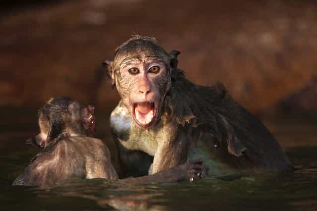 This excitable macaque pulled his friend's tail as they larked about on a lake during a play fight, on July 11, 2013. (Photo by Barney Wilczak/Photoshot/Solent News & Photo Agenc)