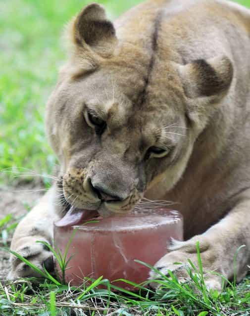 A lion enjoys an ice block at Taipei Zoo, on July 11, 2013. (Photo by Mandy Cheng/AFP Photo)