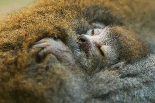 A lemure pup clings to the fur of mother [Vintana] in the Zoo in Dresden, eastern Germany, on July 12, 2013. (Photo by Sebastian Kahnert/AFP Photo)
