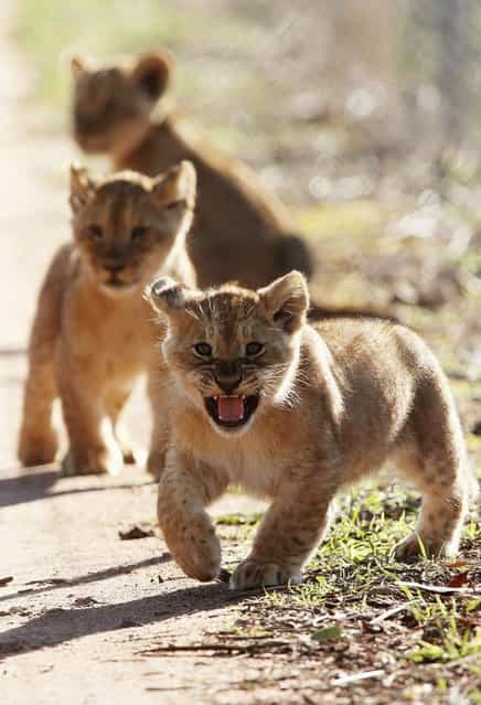 Three lion cubs explore their enclosure at Monarto Zoo on July 8, 2013 in Adelaide, Australia. (Photo by Getty Images)