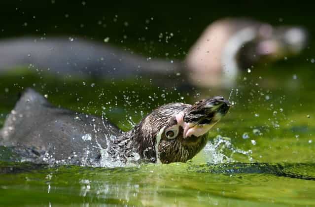 A Humboldt penguin takes a bath in a pool of his enclosure on July 9, 2013 at the Zoo in Berlin. Temperatures in the German capital are forecast to reach up to 28 degrees Celsius. (Photo by Matthias Balk/AFP Photo)