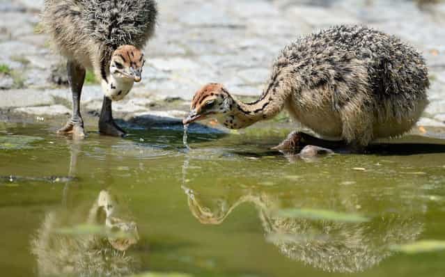 Ostrich chicks drink water from a pool in their enclosure on July 9, 2013 at the Zoo in Berlin. (Photo by Matthias Balk/AFP Photo)