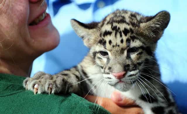 A zoo-keeper holds a clouded leopard baby at the Berlin Tierpark, on July 12, 2013. Its mother Kinsha gave birth to clouded leopard twins on 15 April, 2013. (Photo by Daniel Reinhardt/AFP Photo/Dpa)