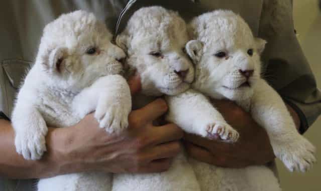 Nine-day-old lioness cubs are held by Zoo keepers at Himeji Central Park on July 9, 2013 in Himeji, Japan. The seven white lioness cubs, given birth by three female South African Lions were born on June 6th, 26th and 30th. The cubs will be on public display for the first time later this week. (Photo by Buddhika Weerasinghe/Getty Images)