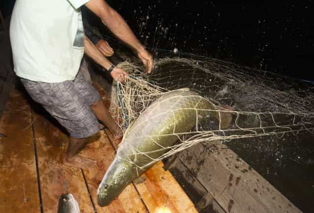 Villagers from the Medio Jurua nature reserve of Brazil's Amazon rainforest pull a pirarucu, the largest freshwater fish in South America, into their canoe during a night of fishing in Manaria Lake, Carauari municipality, September 2, 2012. Catching the pirarucu, a fish that is sought after for its meat and is considered by biologists to be a living fossil, is only allowed once a year by Brazil's environmental protection agency. (Photo by Bruno Kelly/Reuters)