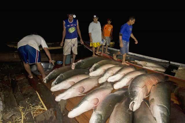 Villagers from the Medio Jurua nature reserve of Brazil's Amazon rainforest arrive with their catch of pirarucu, the largest freshwater fish in South America, during a night of fishing in Manaria Lake,Carauari municipality, September 2, 2012. Catching the pirarucu, a fish that is sought after for its meat and is considered by biologists to be a living fossil, is only allowed once a year by Brazil's environmental protection agency. (Photo by Bruno Kelly/Reuters)