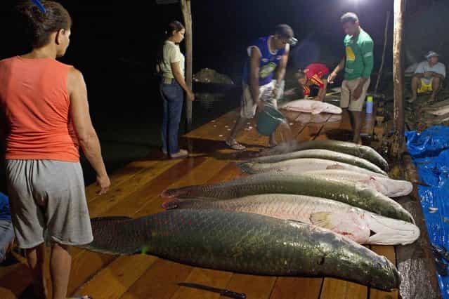Villagers from the Medio Jurua nature reserve of Brazil's Amazon rainforest arrive with their catch of pirarucu, the largest freshwater fish in South America, after a night of fishing in Manaria Lake, Carauari municipality, September 3, 2012. Catching the pirarucu, a fish that is sought after for its meat and is considered by biologists to be a living fossil, is only allowed once a year by Brazil's environmental protection agency. (Photo by Bruno Kelly/Reuters)
