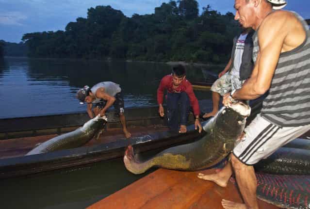 Villagers from the Medio Jurua nature reserve of Brazil's Amazon rainforest arrive with their catch of pirarucus, the largest freshwater fish in South America, after a night of fishing in Manaria Lake, Carauari municipality, September 3, 2012. Catching the pirarucu, a fish that is sought after for its meat and is considered by biologists to be a living fossil, is only allowed once a year by Brazil's environmental protection agency. (Photo by Bruno Kelly/Reuters)