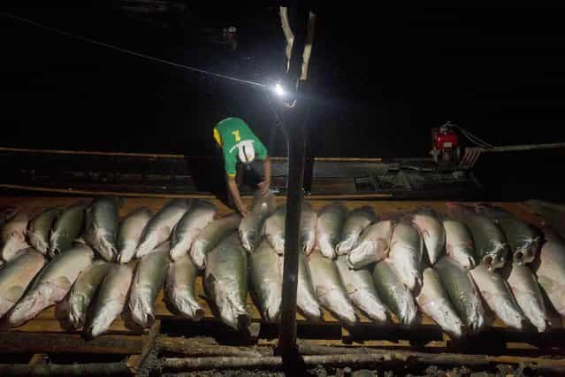 A villager from the Medio Jurua nature reserve of Brazil's Amazon rainforest lays out his catch of pirarucu, the largest freshwater fish in South America, during a night of fishing in Manaria Lake,Carauari municipality, September 2, 2012. Catching the pirarucu, a fish that is sought after for its meat and is considered by biologists to be a living fossil, is only allowed once a year by Brazil's environmental protection agency. (Photo by Bruno Kelly/Reuters)